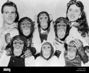 people with animals couple with six chimpanzees 1950s additional rights f0ep4j.jpg from anmal six