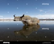 chilly paddle yak standing in the calm waters of lake namtso tibet f0xj77.jpg from yak karo video