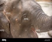head of asian elephant in sri lanka hg89wr.jpg from alephant