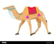 camel cartoon vector illustration on white hteg48.jpg from camel animation