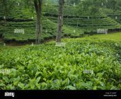 tea garden at srimangal moulvibazar bangladesh j4ak87.jpg from srimangal