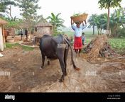 bihari hombre en rojo dhoti llevar cesta de calabazas en su cabeza a traves de su aldea de casas con techo de paja sonepur domo bihar cxbna8.jpg from bihari village des