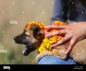 katmandou nepal 27 oct 2019 une main d une personne caresse un chiot pendant le festival kukur kukur tihar ou puja signifie litteralement le culte des chiens il s agit d un mini festival dans une grande fete hindoue de diwali la fete des lumieres selon la tradition nepalaise l un des jours de fete est uniquement dedie a l humain plus devoue ami et gardien dans la religion hindoue un chien est un animal sacre destine a avoir un lien special avec un humain afin de nous accompagner sur notre chemin vers le ciel credit sopa alamy images limited live news 2a6jbj2.jpg from kukur s