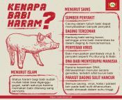 kenapa babi haram dalam islam infografis.jpg from babi or sex