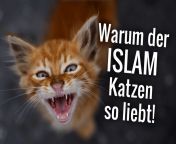 katzenimislam.png from islam kat