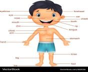 vocabulary part of body vector 4925318.jpg from part