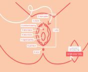 kyb vulva infographic blog 1040x694px with numbers jpgv1631097943065 from iraq laibia