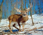 male white tailed deer.jpg from deer image