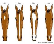 types horse markings.jpg from horsse