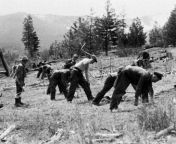 members planting trees ccc montana lolo national 1938.jpg from ccc