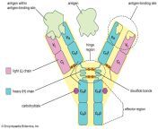 chains structure antibody immunoglobulin molecule light unit.jpg from igg