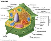 cutaway drawing plant cell organelles wall.jpg from www xxx zid video i model sehima makwana sex xxxy voice with x