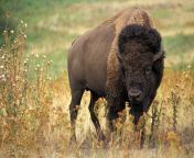 bison american buffalo plains prairie.jpg from and bufalow
