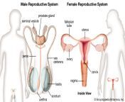 females puberty organs hormones males reproduction egg.jpg from sexual organ