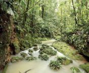 stream amazon rainforest ecuador.jpg from jungal ki sair south hot
