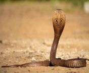 indian cobra naja naja venonmous snake reptile hood.jpg from naja