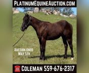 american quarter horse stallion 1year 15 hh black trailhorses ranch riding horses raymond ca e3972dd4 d742 4d59 a7a4 a7f86f4ad408.jpg from young budding titsxch photms