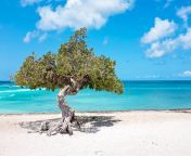 albero di divi di divi sullisola di aruba nel mar dei caraibi 1920x1279 11279.jpg from aribia
