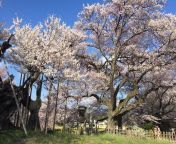 yamataka jindai cherry blossom 1.jpg from jindai