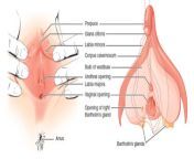female external genitalia.jpg from anatomia vagina externa
