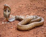theindiancobra 180311003812 thumbnail jpgwidth640height640fitbounds from indian afai
