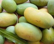 mango cheruku rasam grafted live plant kadiyam nursery 1 500x500 jpgv1662733545 from pedda
