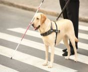 guide dog crossing a road jpgv1564493412 from guide can