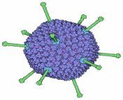 132 adenovirus adenovirus.jpg from adenovirus 1s 4 jpg