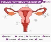 female reproductive system updated.png from female reproductive systems sex timegla shapla kata laga songs