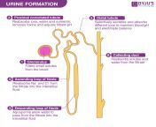 urine formation2.png from urin pass