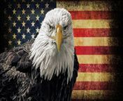 bald eagle american flag sq 0 jpgitok qzsayuh from amercan