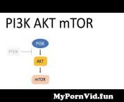 mypornvid fun pi3k akt mtor pathway and the effects.jpg from akt3 and e2f3 are both direct downstream targets for mir 424 multi pathway reporter png