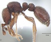 ooceraea joshii new ant species amp.jpg from tamil ant mm
