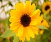 sun flower small blossom bloom close summer yellow flowers 565471 jpgd from 696x275 jpg
