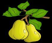 2 pears clipart 3.png from png perperonity