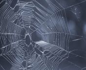 spiders web.jpg from web