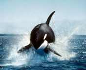 11549 rca killer whale show.jpg from orke