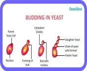 budding in yeast teachoo.jpg from budding c