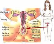 female anatomy.jpg from sex femal