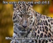 किस जानवर की नजर सबसे अच्छी होती है which animal has best eyesight.jpg from all जानवर