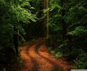 beautiful forest path 2 wallpaper 1920x1080 jpg200 from nextÂ» in forest