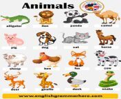 animal names list of animals in english 706x1024.png from with avimal