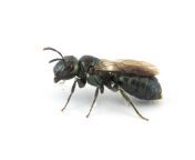 native bee guide fig8a ceratina.jpg from bee smal