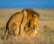 lions mating in the wild jpeg from mating many times