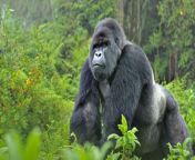 36fcoamev0 mountain gorilla silverback ww22557.jpg from gori a
