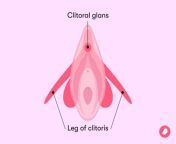 7661 a diagram of the clitoris what it consists of and where it is1006x755 jpgv1 0 from clitorise