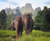 elephants at elephant hills.jpg from thai wild com