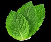 fresh mint leaves.png from 1mint